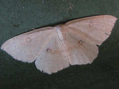 Cyclophora albipunctata