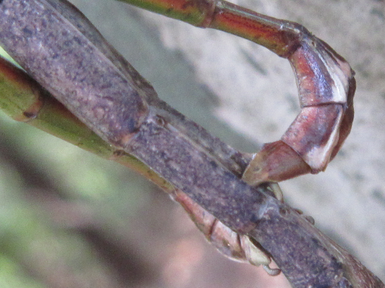 Phraortes elongatus (Thunberg, 1815)