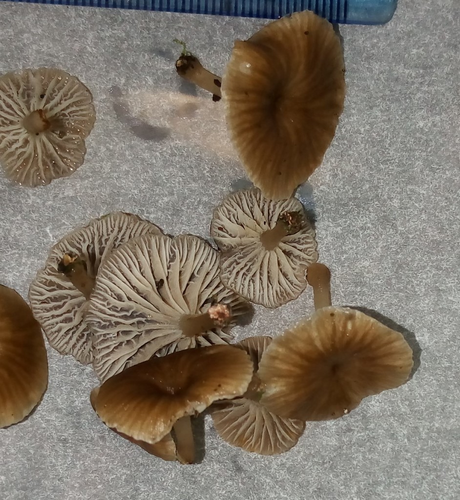 Trogia infundibuliformis