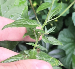 Pucciniastrum epilobii