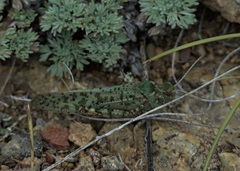 Angaracris barabensis