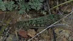 Angaracris barabensis