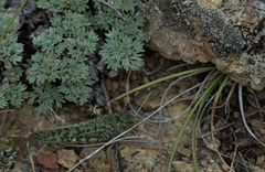 Angaracris barabensis
