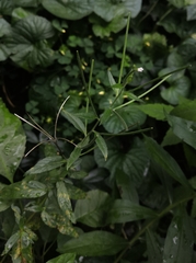 Pucciniastrum epilobii