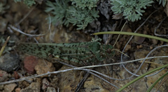 Angaracris barabensis