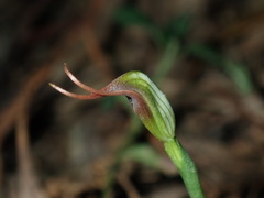 Pterostylis oblonga