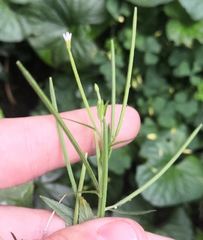 Pucciniastrum epilobii