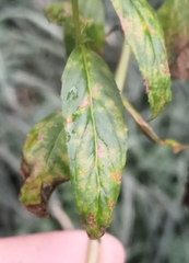 Pucciniastrum epilobii