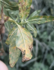 Pucciniastrum epilobii