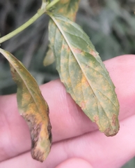 Pucciniastrum epilobii