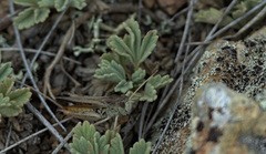 Stenobothrus eurasius