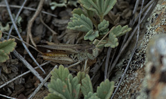 Stenobothrus eurasius