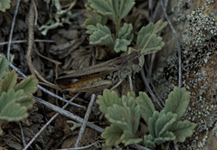 Stenobothrus eurasius