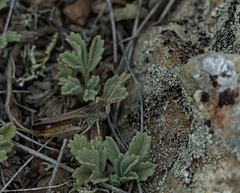 Stenobothrus eurasius