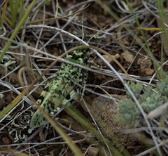 Angaracris barabensis