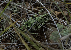 Angaracris barabensis