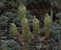 Orostachys thyrsiflora