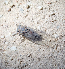 Cicada barbara lusitanica