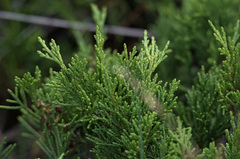 Juniperus sabina