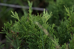 Juniperus sabina