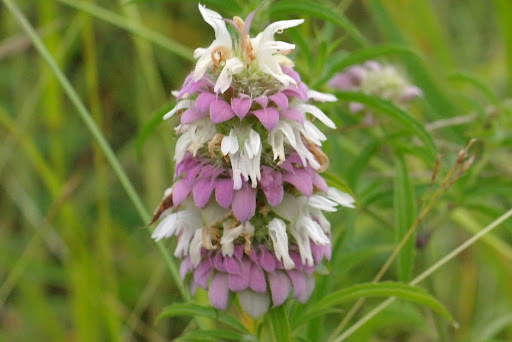 Monarda citriodora var. citriodora