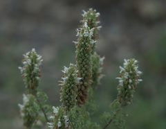 Nepeta annua
