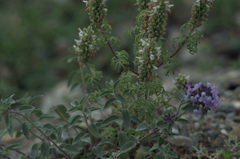 Nepeta annua