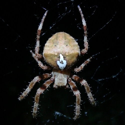 Angular Orbweaver