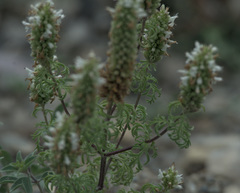 Nepeta annua