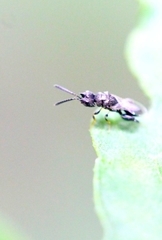 Dirhinus anthracia