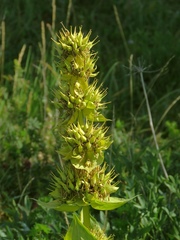 Gentiana lutea symphyandra