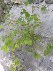 Styrax platanifolius