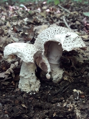Amanita solitaria
