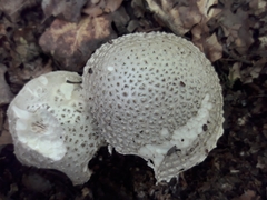 Amanita solitaria
