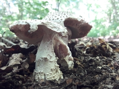 Amanita solitaria