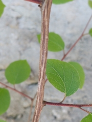Styrax platanifolius