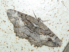 Alcis deversata