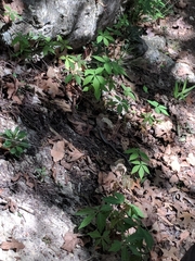 Plestiodon tetragrammus brevilineatus