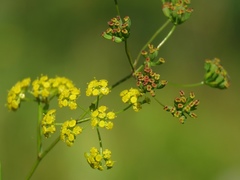 Bupleurum exaltatum