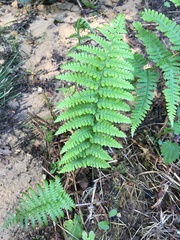 Dryopteris affinis
