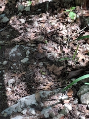 Plestiodon tetragrammus brevilineatus