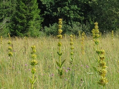 Gentiana lutea symphyandra