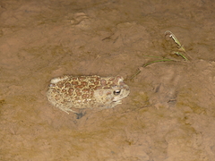 Sclerophrys mauritanica