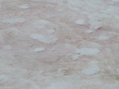 Chlamydomonas nivalis