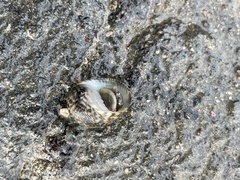 Nerita undata