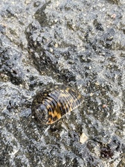 Nerita undata