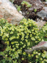 Cherleria sedoides