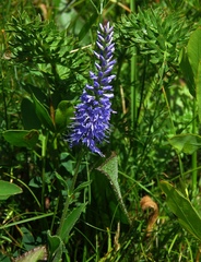 Veronica barrelieri barrelieri