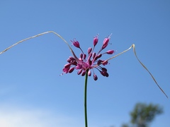 Allium carinatum pulchellum
