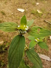 Spermacoce ocymoides